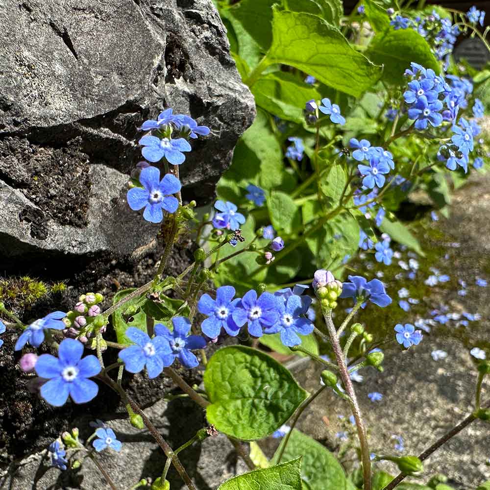 Grandpa at age around 68